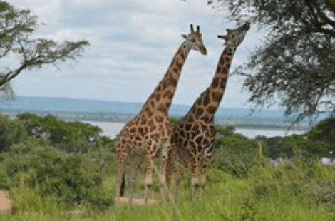 Rwanda Landscape